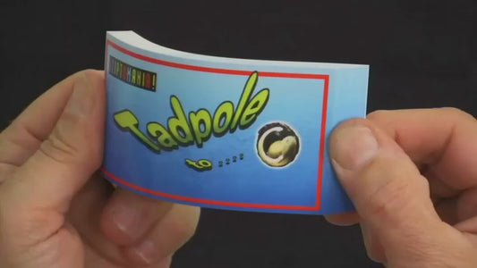 Tadpole to Frog Flip Book