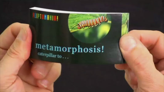 Butterfly Metamorphosis Flip Book